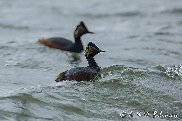Perkoz zausznik, zausznik, Podiceps nigricollis