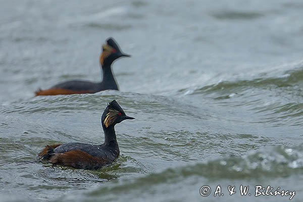 Perkoz zausznik, zausznik, Podiceps nigricollis