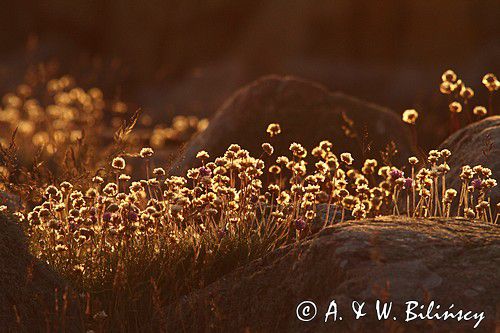 Zawciąg nadmorski, Armeria maritima, Virkesholmarna. Szwecja Zachodnia, Kattegat