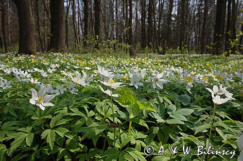 zawilce: gajowe /Anemone nemorosa/ i żółte /Anemone ranunculoides/