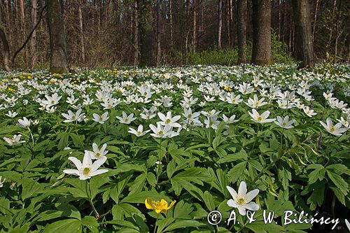 zawilce: gajowe /Anemone nemorosa/ i żółte /Anemone ranunculoides/