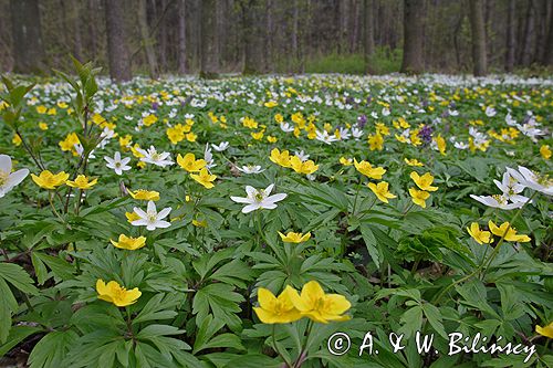 zawilce: gajowe /Anemone nemorosa/ i żółte /Anemone ranunculoides/