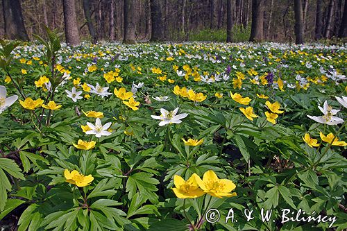 zawilce: gajowe /Anemone nemorosa/ i żółte /Anemone ranunculoides/