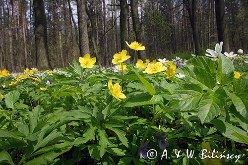 zawilce: gajowe /Anemone nemorosa/ i żółte /Anemone ranunculoides/