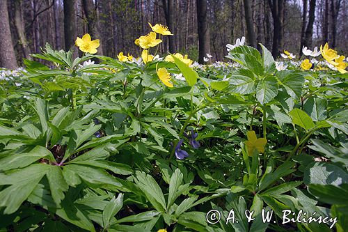 zawilce: gajowe /Anemone nemorosa/ i żółte /Anemone ranunculoides/