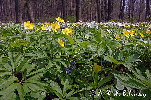 zawilce: gajowe /Anemone nemorosa/ i żółte /Anemone ranunculoides/