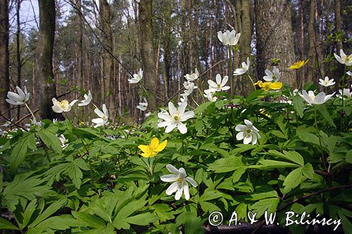 zawilce: gajowe /Anemone nemorosa/ i żółte /Anemone ranunculoides/