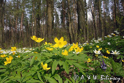 zawilce: gajowe /Anemone nemorosa/ i żółte /Anemone ranunculoides/