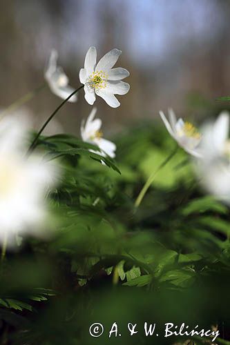 zawilec gajowy, Anemone nemorosa