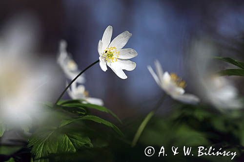 zawilec gajowy, Anemone nemorosa