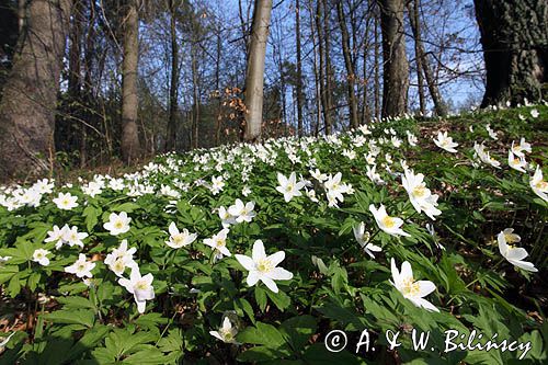 zawilec gajowy, Anemone nemorosa