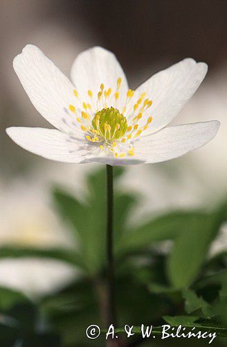 zawilec gajowy, Anemone nemorosa
