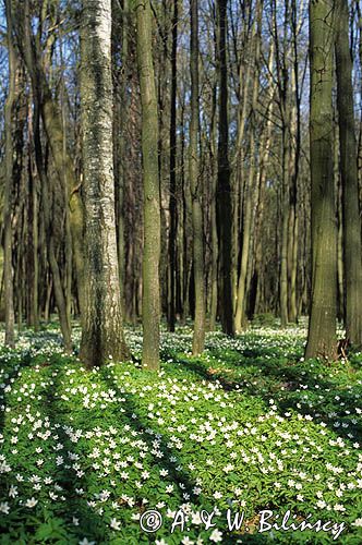 Zawilce gajowe /Anemone nemorosa/ wiosenny las