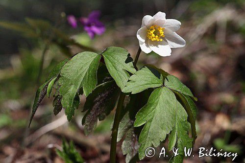 awilec gajowy, Anemone nemorosa