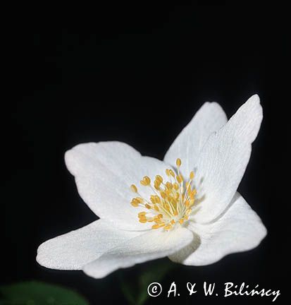 Zawilec gajowy /Anemone nemorosa/