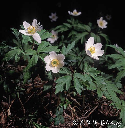 Zawilec gajowy /Anemone nemorosa/