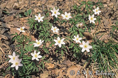 Zawilce gajowe /Anemone nemorosa/