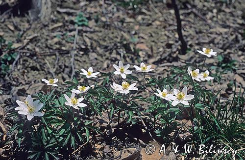 Zawilce gajowe /Anemone nemorosa/