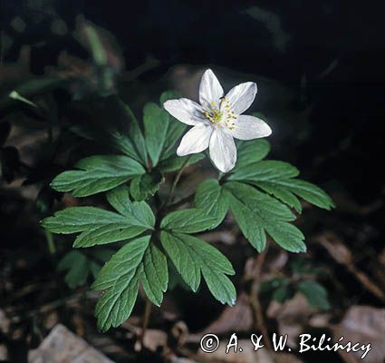 Zawilec gajowy /Anemone nemorosa/