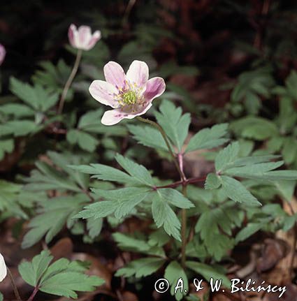 Zawilec gajowy /Anemone nemorosa/