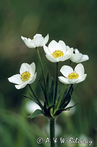 zawilec narcyzowy Tatry Anemone narcissiflora