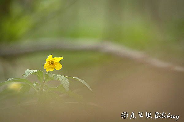 Zawilec żółty, Anemone ranunculoides