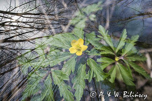 Zawilec żółty, Anemone ranunculoides, impresja