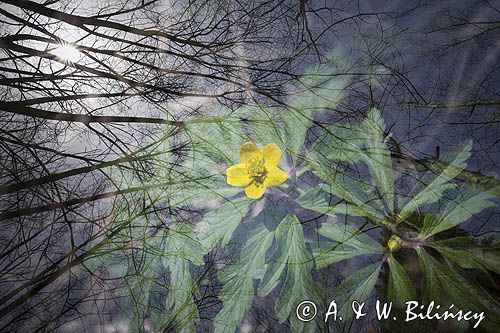 Zawilec żółty, Anemone ranunculoides, impresja
