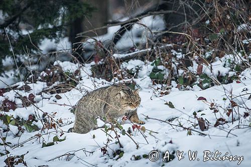 żbik europejski, Felis silvestris silvestris, Bieszczady