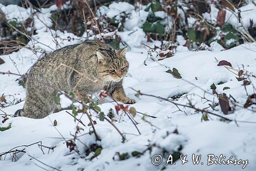 Żbik w Bieszczadach. Wildcat, Felis silvestris, fot A&W Bilińscy, bank zdjęć, fotografia przyrodnicza