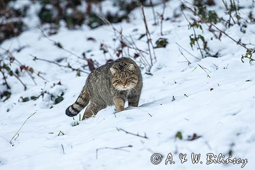 żbik europejski, Felis silvestris silvestris, Bieszczady