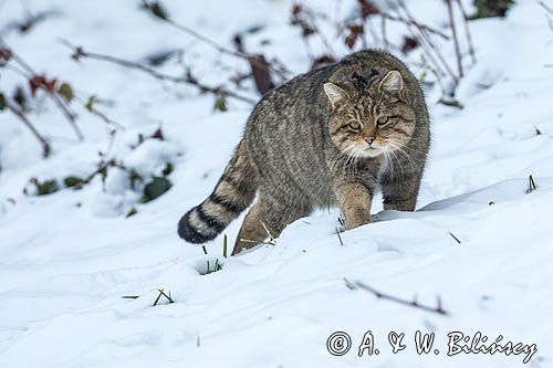 Żbik, Felis silvestris, wildcat. Bieszczady, Poland. Phot A&W Bilińscy bank zdjęć fotogrfaia przyrodnicza