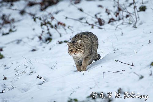 żbik europejski, Felis silvestris silvestris, Bieszczady