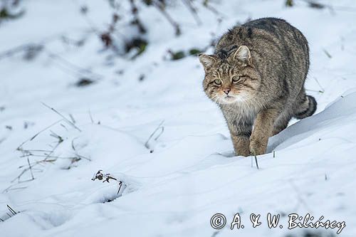 żbik europejski, Felis silvestris silvestris, Bieszczady