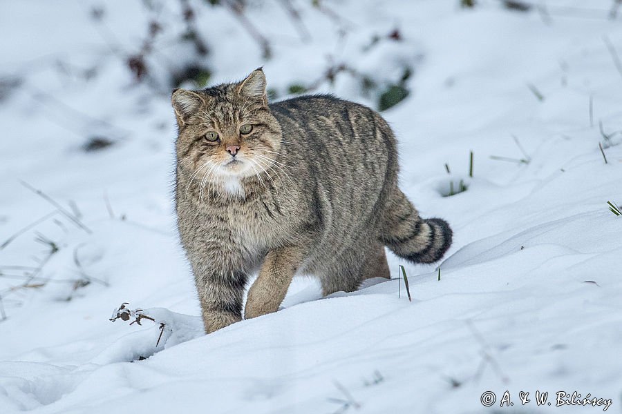 żbik europejski, Felis silvestris silvestris, Bieszczady