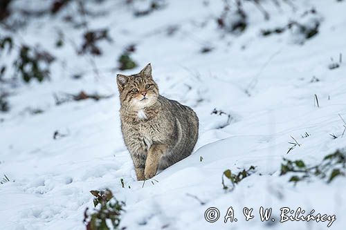 żbik europejski, Felis silvestris silvestris, Bieszczady