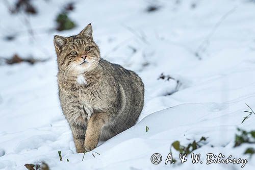 żbik europejski, Felis silvestris silvestris, Bieszczady