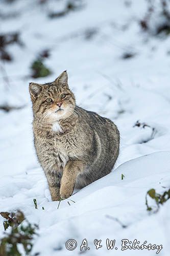 żbik europejski, Felis silvestris silvestris, Bieszczady