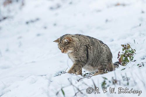 żbik europejski, Felis silvestris silvestris, Bieszczady