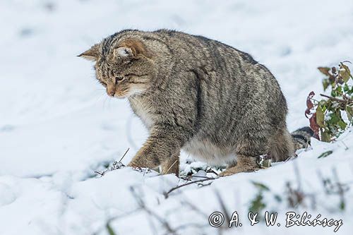 żbik europejski, Felis silvestris silvestris, Bieszczady