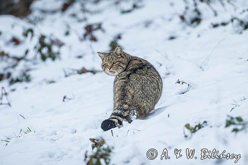 żbik europejski, Felis silvestris silvestris, Bieszczady