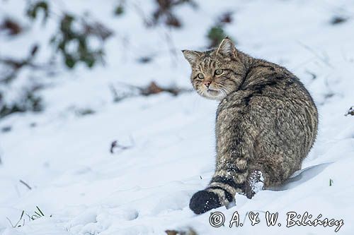 Bieszczady. Żbik. Felis silvestris. Wildcat, Poland © Agnieszka i Włodek Bilińscy bank zdjęć