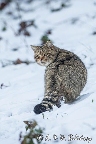 żbik europejski, Felis silvestris silvestris, Bieszczady