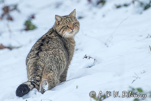 żbik europejski, Felis silvestris silvestris, Bieszczady