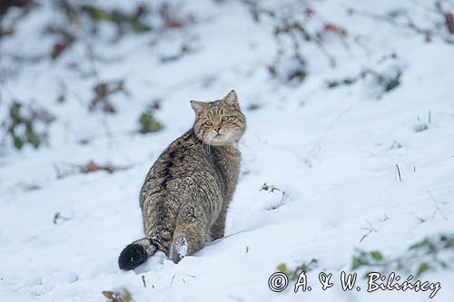 żbik europejski, Felis silvestris silvestris, Bieszczady