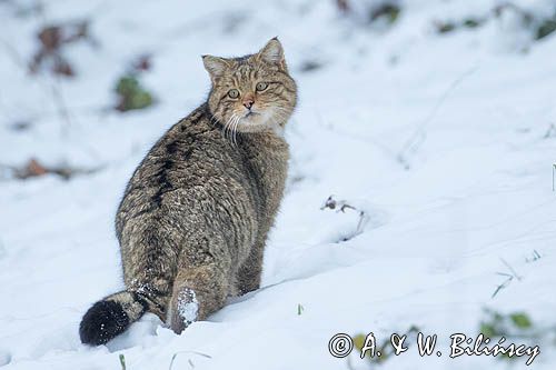 żbik europejski, Felis silvestris silvestris, Bieszczady