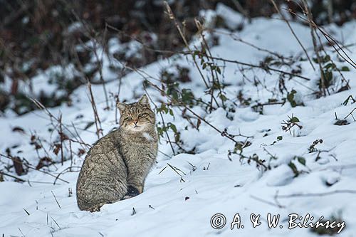 żbik europejski, Felis silvestris silvestris, Bieszczady