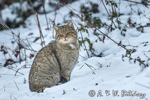 żbik europejski, Felis silvestris silvestris, Bieszczady