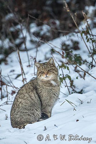 żbik europejski, Felis silvestris silvestris, Bieszczady