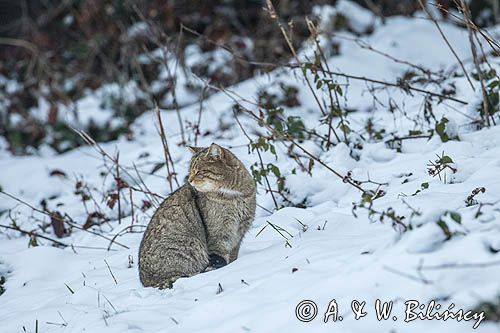 żbik europejski, Felis silvestris silvestris, Bieszczady